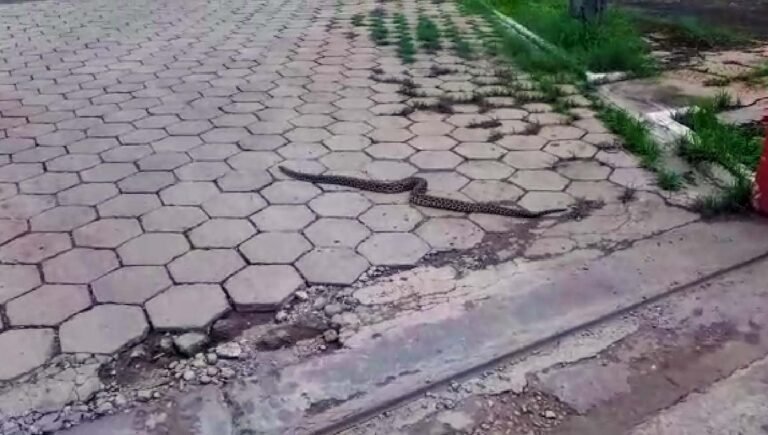 Sucuri de 1,5 metro é capturada na frente do quartel dos bombeiros em Corumbá | vídeo