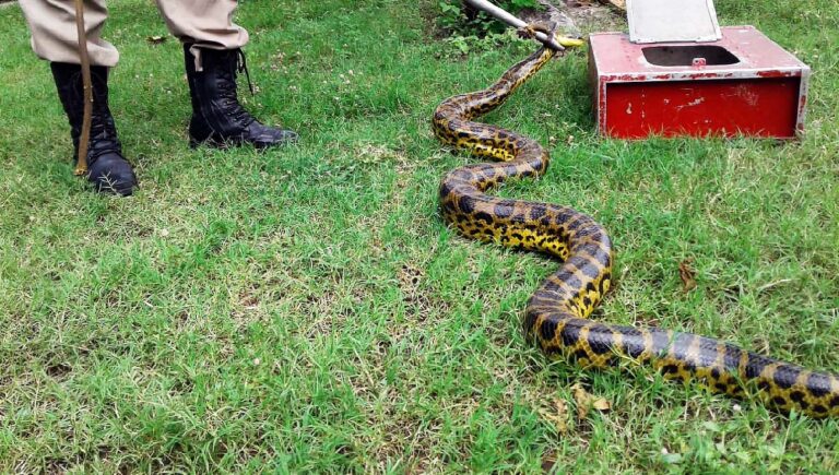 Sucuri de 2 metros é capturada pelos bombeiros no bairro Vila Mamona