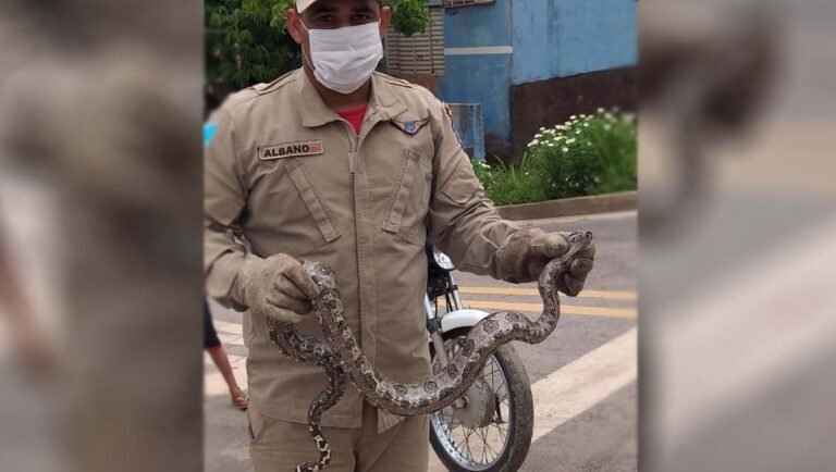 Bombeiros-capturam-serpentes