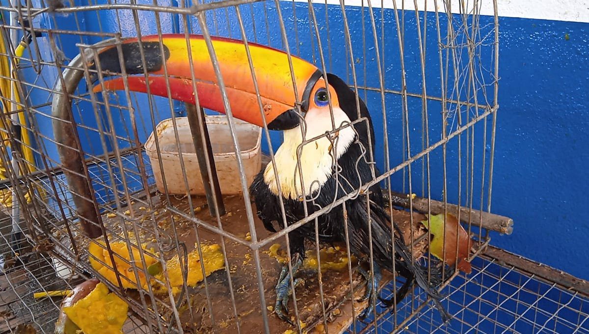 Tucano