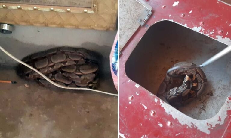 Bombeiros capturam jiboia na sala de uma casa no Padre Ernesto Sassida