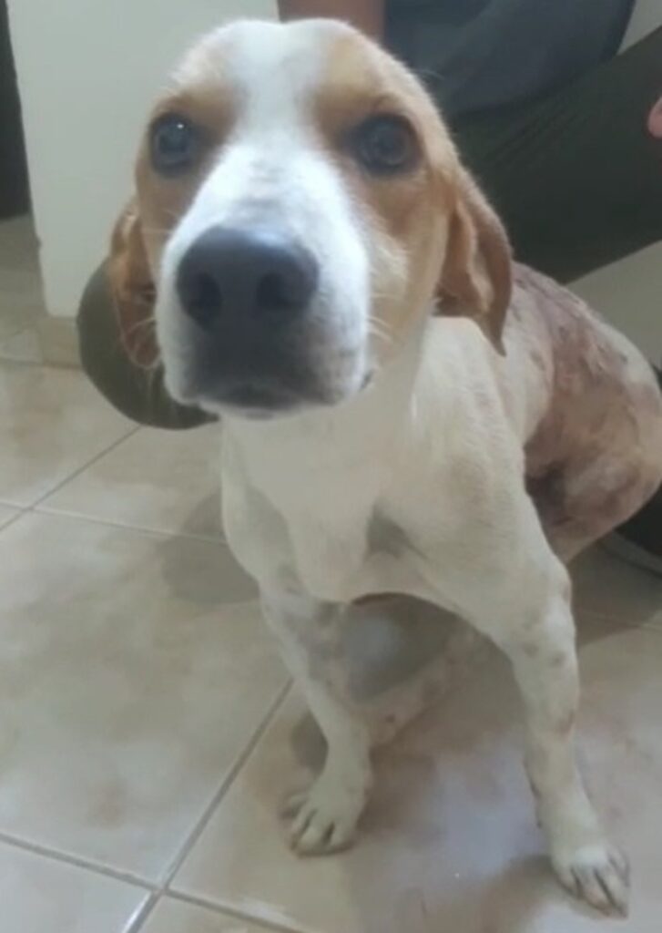 Cão entra na frente da dona para defendê-la do marido armado com faca e fica gravemente ferido: 'Verdadeiro herói', diz PM 4 fofinho