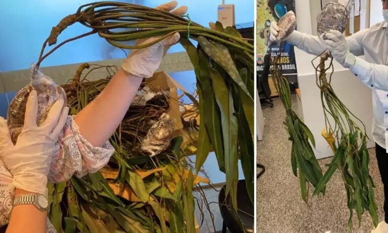 Contrabandista de plantas raras é preso pela PF quando seguia para Corumbá