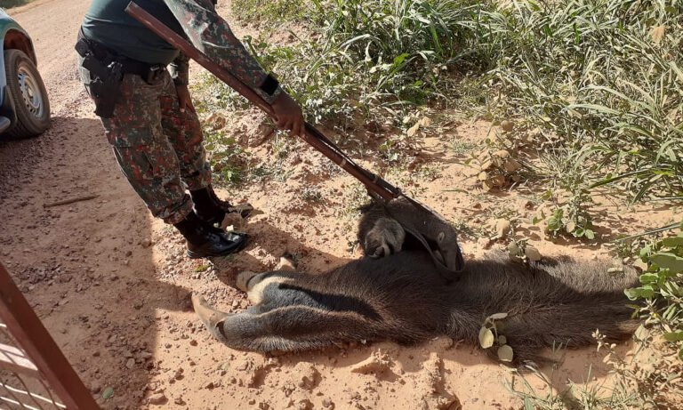 PMA resgata filhote de Tamanduá-bandeira agarrado ao corpo da mãe atropelada na MS-382
