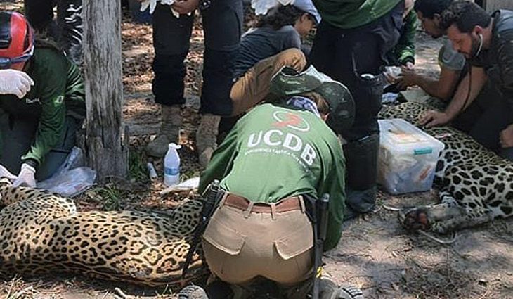Governo institui grupo técnico para coordenar ações de resgate de animais silvestres