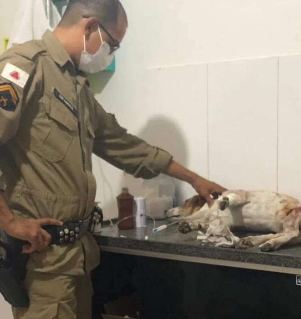 Cão entra na frente da dona para defendê-la do marido armado com faca e fica gravemente ferido: 'Verdadeiro herói', diz PM 2 whatsapp image 2021 04 20 at 16.43.46 2
