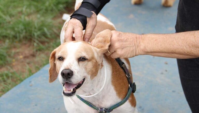 Corumbá vai receber projeto piloto de “encoleiramento” em massa de cães contra leishmaniose