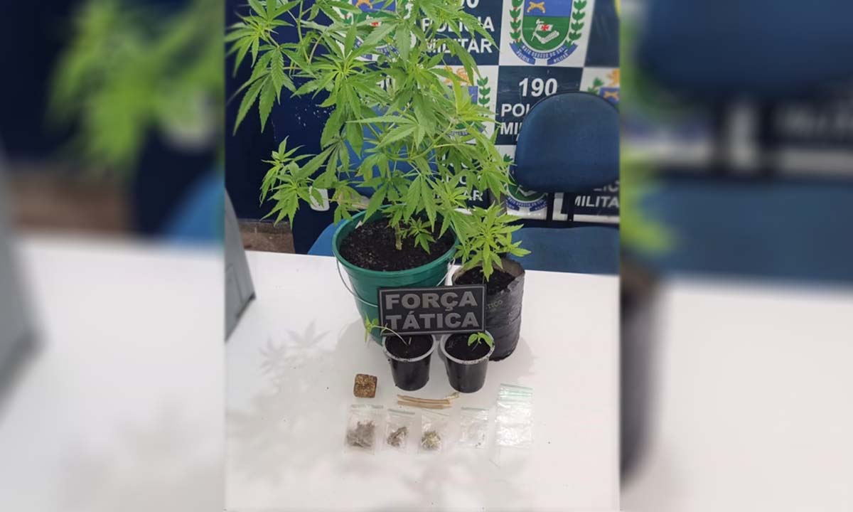 maconha