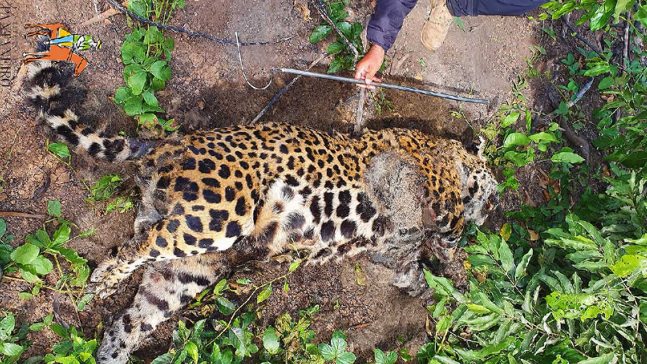 Você está visualizando atualmente Perícia confirma que onça-pintada encontrada morta na Serra do Amolar foi abatida à tiros