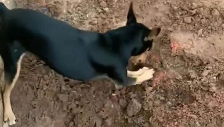 Pinscher de traficante entrega esconderijo de drogas durante operação da PF em MT |vídeo