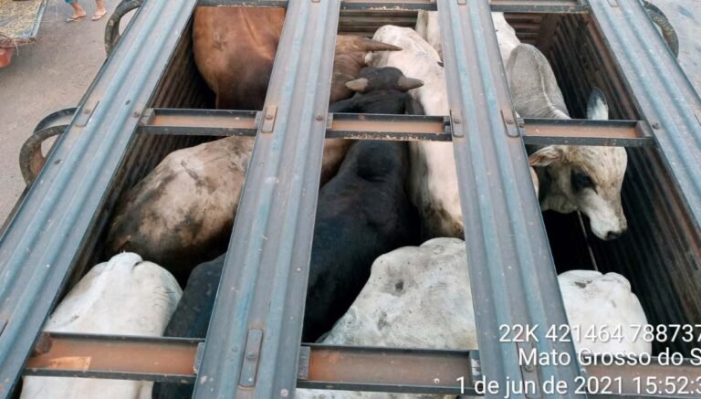 Após deixar gado com fome e sede em caminhão por 24 horas, homem é autuado pela PMA