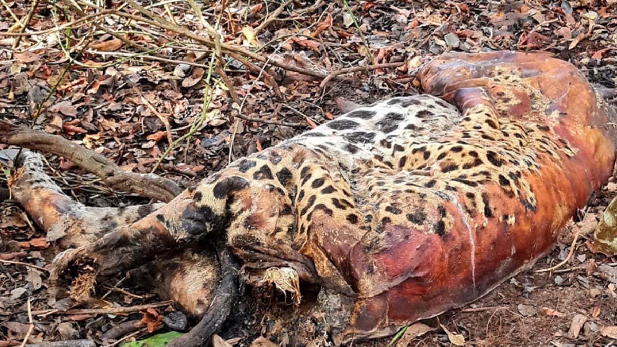 Você está visualizando atualmente Mortes de onças-pintadas por envenenamento no Pantanal são investigadas pela PF