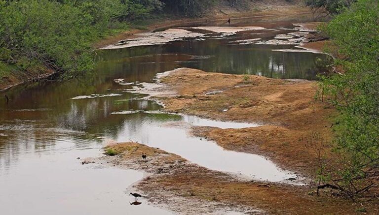 Falta de chuva já afeta 80% das propriedades do Pantanal