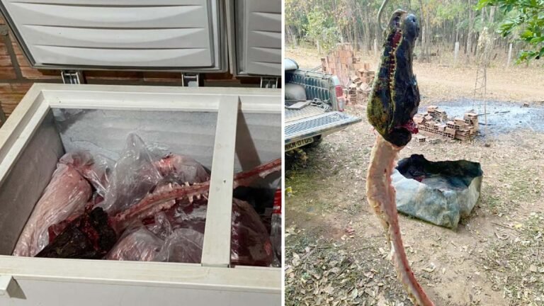 Homem é preso após abater seis jacarés, porco monteiro e veado em cidade de MS