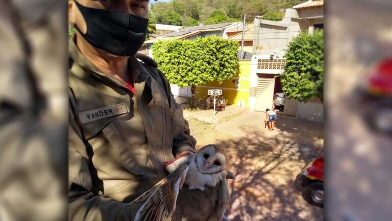 Bombeiros resgatam Coruja que ficou presa em linha de pipa