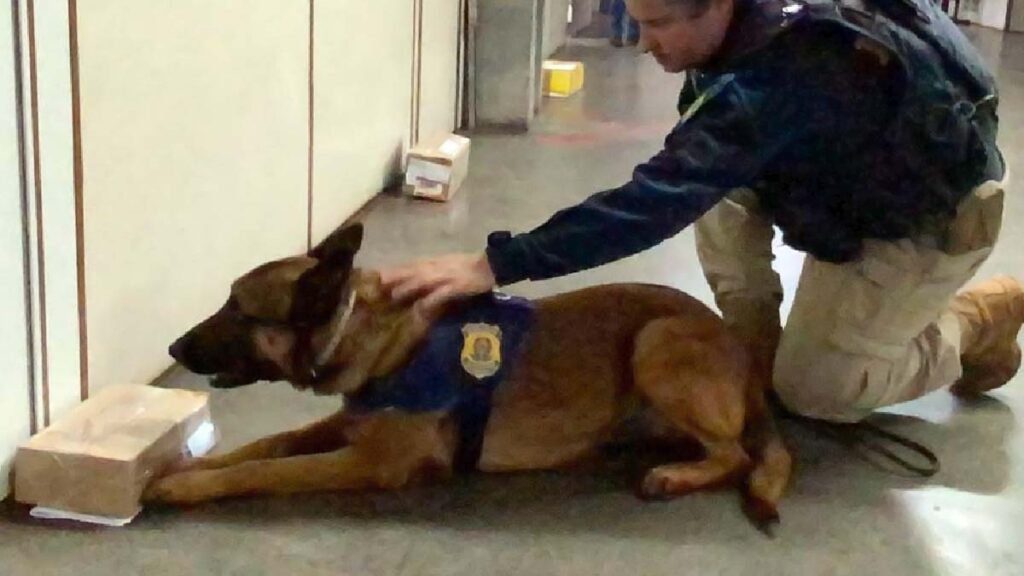 PRF intercepta envio de drogas despachadas pelos Correios em Corumbá e Campo Grande 2 entorpecentes correios2