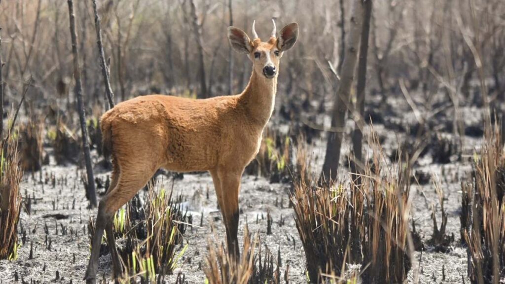 ilhas verdes 2 queimadas
