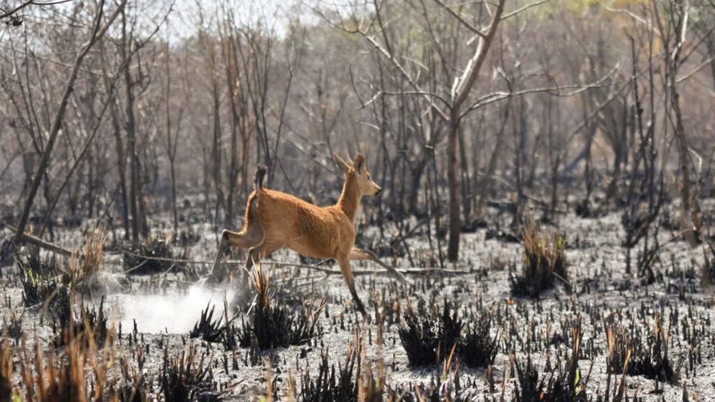 ilhas verdes 4 queimadas