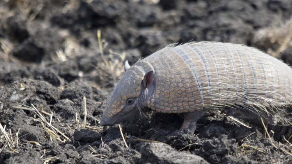 ilhas verdes 5 queimadas