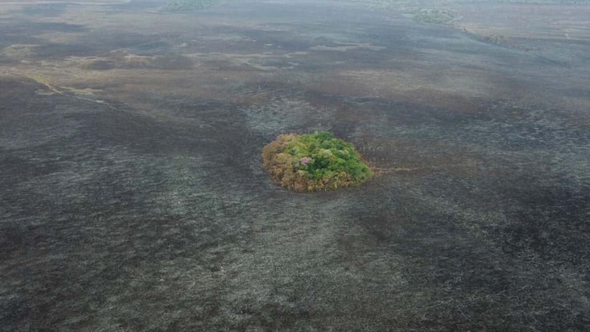 Você está visualizando atualmente Em meio as queimadas “ilhas” de vegetação se tornam refúgios para animais