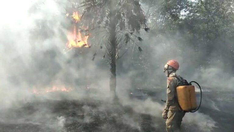 Bombeiros combatem incêndio em área no Maria Leite