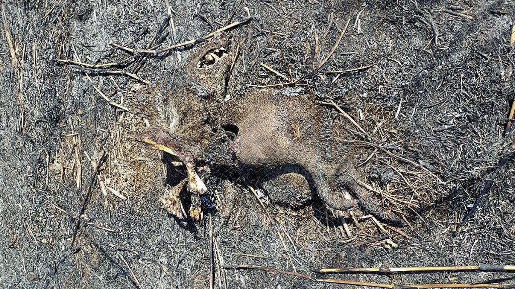 Bombeiros encerram operação de combate a incêndios na região da Serra da Bodoquena 5 queimadas bodoquena4