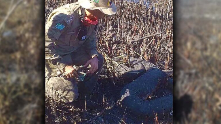 Sucuri de 5,5 metros morre carbonizada durante incêndios florestais em Bonito | Vídeo