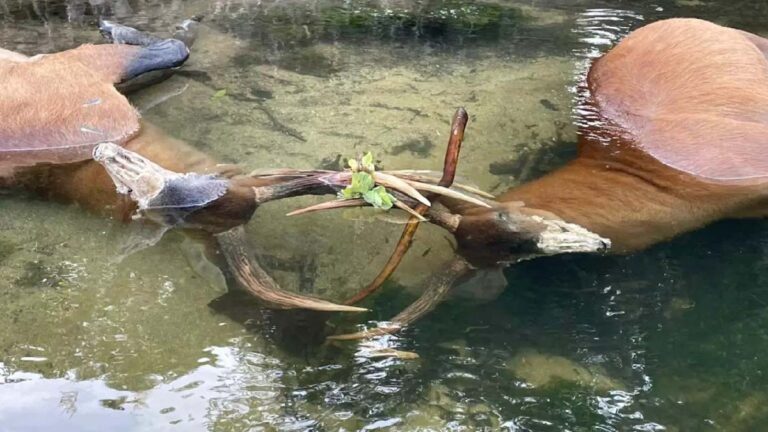 Cervos ficam com com galhas entrelaçadas e morrem afogados em rio no Pantanal