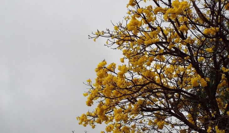 Frente fria provoca alertas de tempestade e queda de temperatura em Mato Grosso do Sul, segundo o Inmet e o Cemtec.