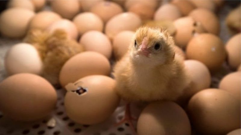 Frango 40% mais caro: como a alta da conta de luz aumentou preço da ave em 2021 2 120487826 ca92fc95 2908 459a b253 8c4d0bedbea4