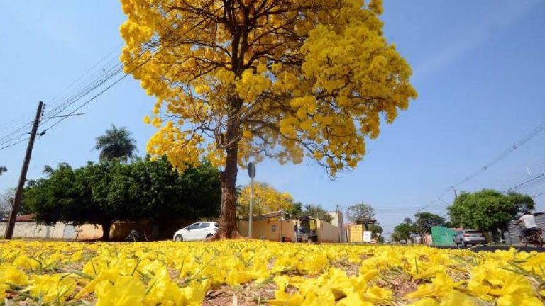 Início da primavera em MS será de pouca chuva alerta meteorologia