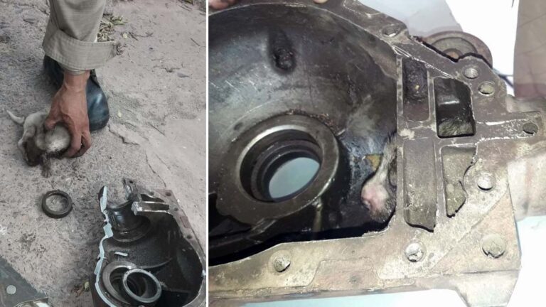 Em Ladário, bombeiros resgatam filhote de cachorro preso em peça de caminhão