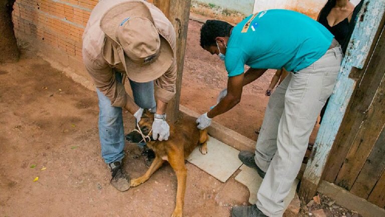 Sábado tem dia D de vacinação antirrábica em Corumbá