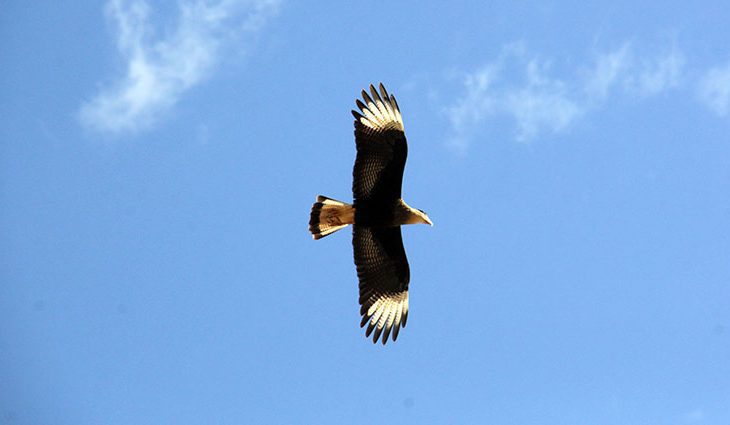 Tempo Foto Chico Ribeiro 730x425 1