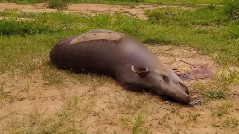 Polícia investiga mutilação de anta encontrada morta em Aquidauana