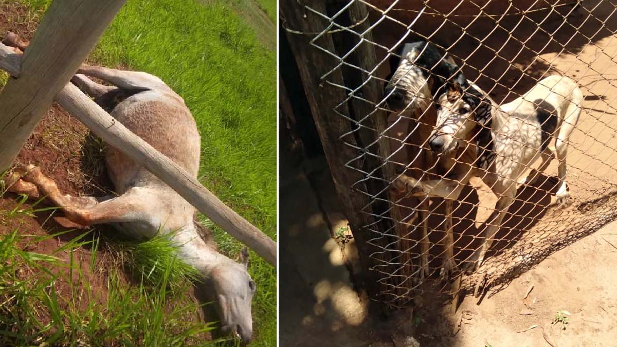 Leia mais sobre o artigo Polícia flagra animais mortos e abandonados sem alimento em fazenda próxima da Capital