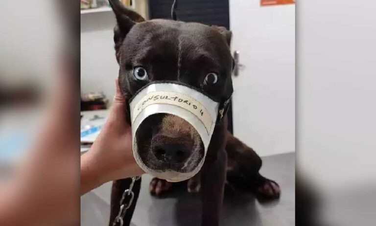 Sem anestesia homem tenta castrar cachorro em casa e acaba preso em MS