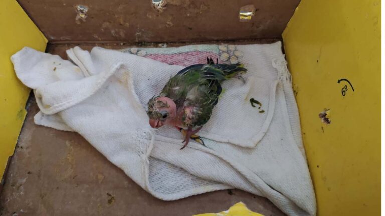 Filhote de periquito é resgatado pela PMA após cair do ninho no Dom Bosco