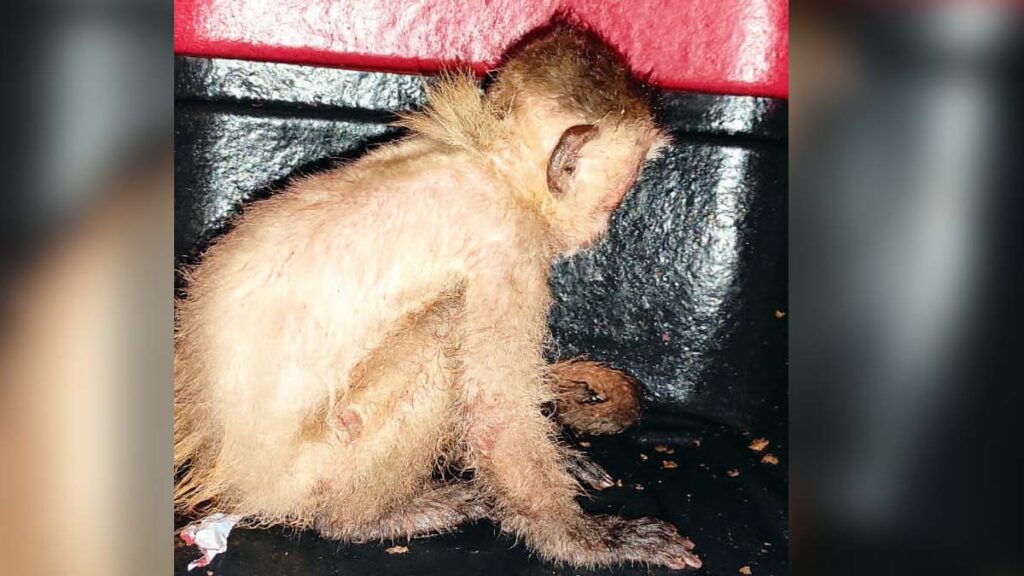 PMA de Corumbá prende homem por ameaça e manter animal silvestre em cativeiro 2 macaco pma PMA