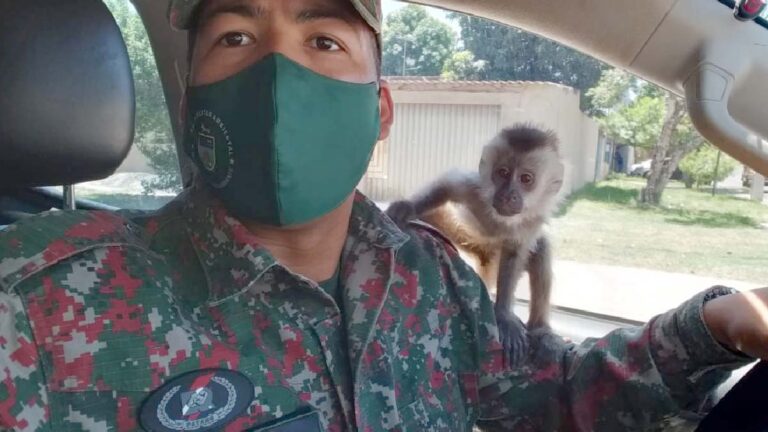 PMA de Corumbá prende homem por ameaça e manter animal silvestre em cativeiro