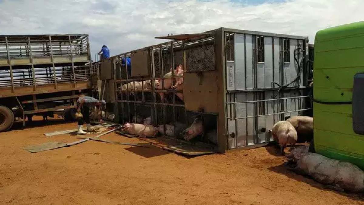 Leia mais sobre o artigo Porcos morrem prensados após carreta tombar em rodovia do MS