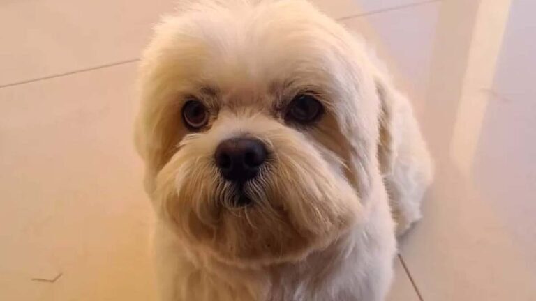 Ladrões matam animal de estimação para roubar residência em Campo Grande