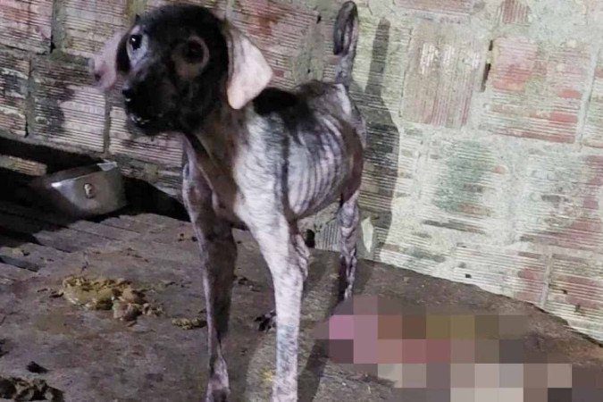 Homem é preso por matar cachorros e vender carne como se fosse de bode em Recife