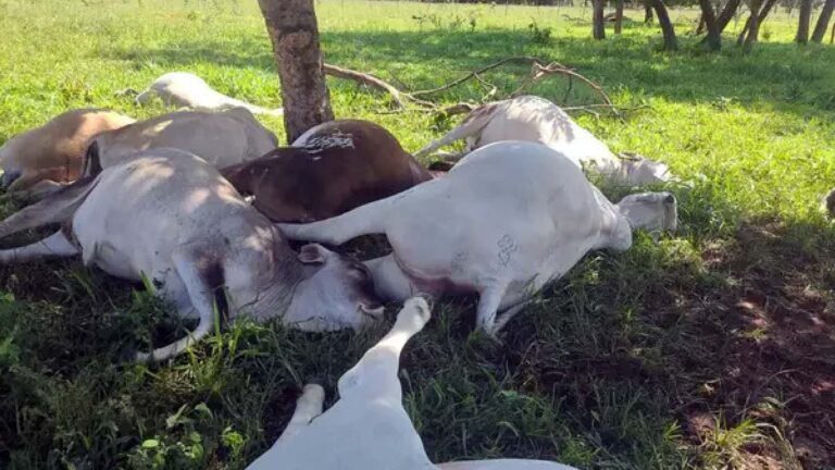 Queda de raio mata 15 cabeças de gado em propriedade rural de MS