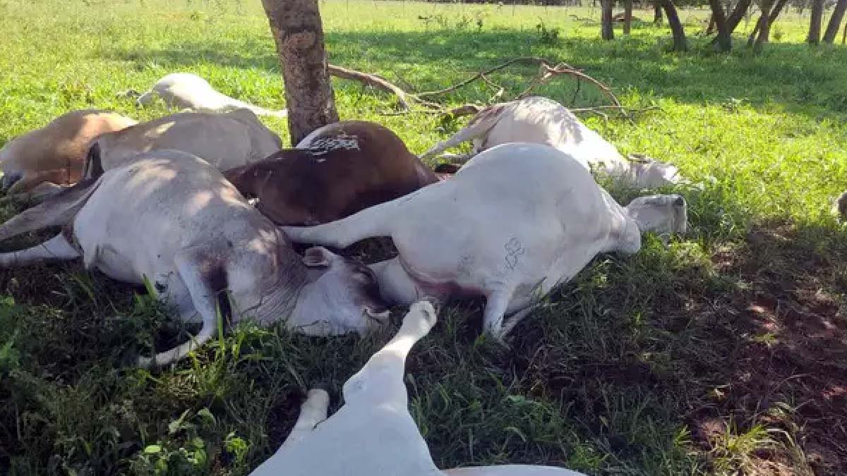 Você está visualizando atualmente Queda de raio mata 15 cabeças de gado em propriedade rural de MS