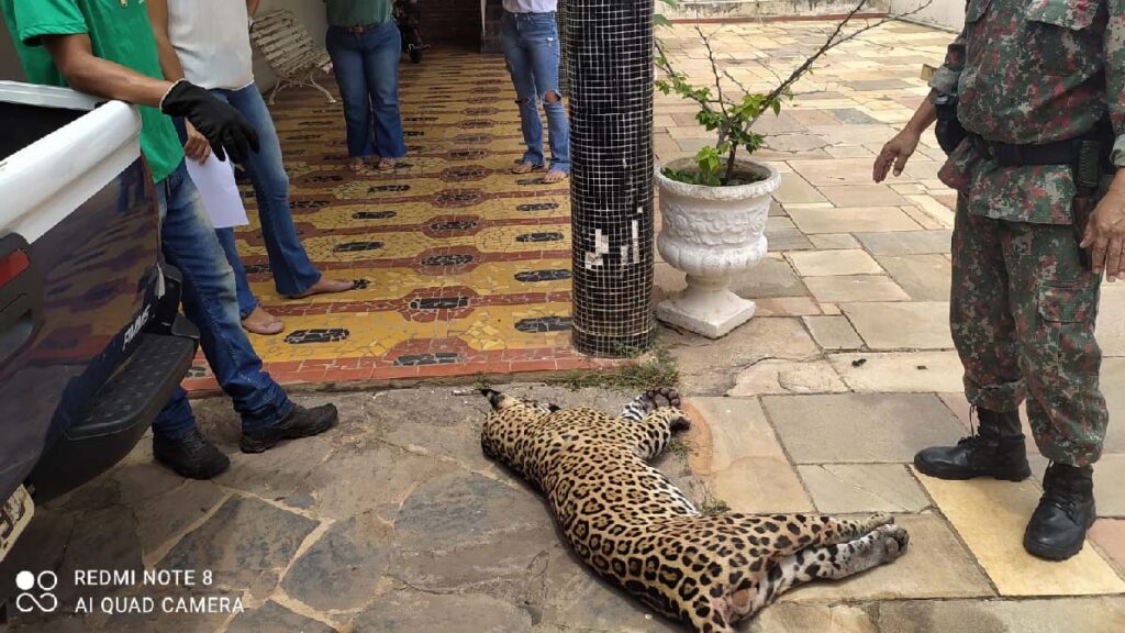 Onça-Pintada morre atropelada na BR-262 em Corumbá 2 onca 2