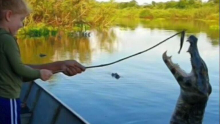 VÍDEO: Durante passeio no Pantanal, jacaré pula e abocanha isca de menina de 3 anos