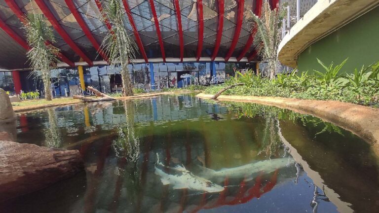 Grupo anuncia desistência e governo assume gestão do Aquário do Pantanal