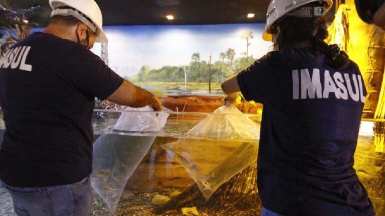 Circuito interno de tanques do Aquário do Pantanal começa a receber peixes
