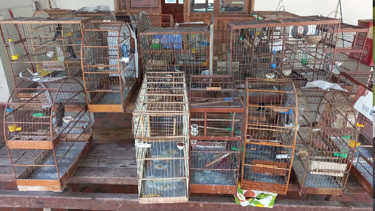 Você está visualizando atualmente Homem é multado em R$ 12 mil por manter 24 aves silvestres em cativeiro em Corumbá